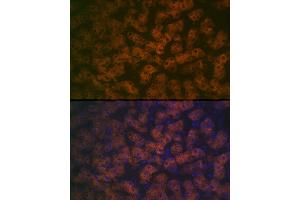 Immunofluorescence (IF) image for anti-Flavin Containing Monooxygenase 3 (FMO3) antibody (ABIN7267216)