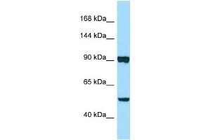 anti-Papilin, Proteoglycan-Like Sulfated Glycoprotein (PAPLN) (C-Term) antibody