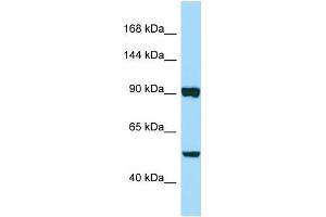 Western Blotting (WB) image for anti-Papilin, Proteoglycan-Like Sulfated Glycoprotein (PAPLN) (C-Term) antibody (ABIN2790490) (PAPLN 抗体  (C-Term))