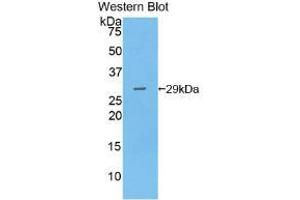 Western blot analysis of the recombinant protein. (GZMA 抗体  (AA 29-260))