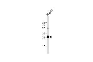 Anti-DCI Antibody (C-term) at 1:1000 dilution + HepG2 whole cell lysate Lysates/proteins at 20 μg per lane. (DCI 抗体  (C-Term))