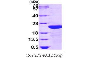 TGFBI Protein (AA 502-683)