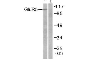 Western blot analysis of extracts from mouse brain, using GluR5 antibody (ABIN5976412). (GRIK1 抗体  (N-Term))