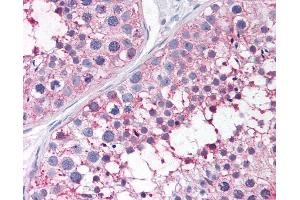 Anti-PTGES antibody IHC of human testis. (Prostaglandin E Synthase 抗体  (N-Term))