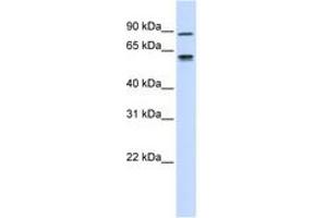 Image no. 1 for anti-Fibulin 3 (FBLN3) (C-Term) antibody (ABIN6743067) (FBLN3 抗体  (C-Term))
