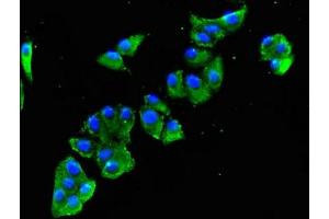 Immunofluorescence (IF) image for anti-Sulfatase 2 (SULF2) (AA 463-660) antibody (ABIN7152346)