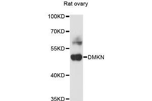 Western blot analysis of extracts of rat ovary, using DMKN antibody (ABIN6290315) at 1:3000 dilution. (Dermokine 抗体)