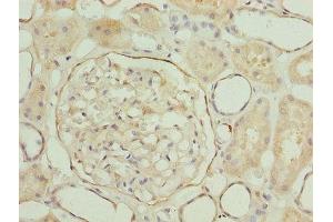 Immunohistochemistry of paraffin-embedded human kidney tissue using ABIN7158086 at dilution of 1:100 (LRRN2 抗体  (AA 201-500))