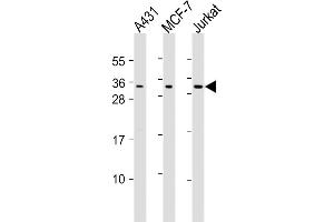 All lanes : Anti-CASP14 Antibody (N-Term) at 1:2000 dilution Lane 1: A431 whole cell lysates Lane 2: MCF-7 whole cell lysates Lane 3: Jurkat whole cell lysates Lysates/proteins at 20 μg per lane. (CASP14 抗体  (AA 59-93))