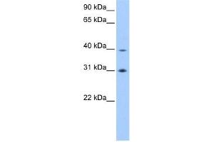 EIF3H antibody used at 0. (EIF3H 抗体  (C-Term))