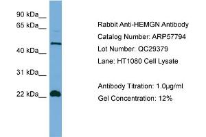 WB Suggested Anti-HEMGN  Antibody Titration: 0. (HEMGN 抗体  (N-Term))