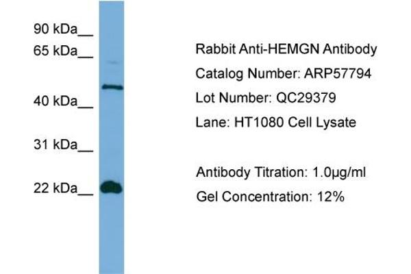 HEMGN 抗体  (N-Term)