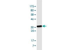 Western Blot detection against Immunogen (34. (SYVN1 抗体  (AA 238-318))