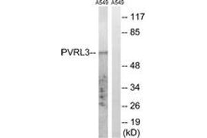 Western blot analysis of extracts from A549 cells, using PVRL3 Antibody. (nectin-3 抗体  (AA 184-233))