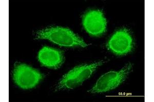 Immunofluorescence of purified MaxPab antibody to DNAJC11 on HeLa cell.