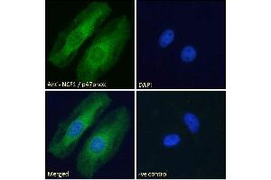 Immunofluorescence (IF) image for anti-Neutrophil Cytosol Factor 1 (NCF1) (C-Term) antibody (ABIN184583)