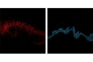 Immunofluorescence (IF) image for anti-Cadherin 1, Type 1, E-Cadherin (Epithelial) (CDH1) (Extracellular Domain) antibody (Atto 647N) (ABIN7540343)
