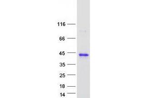 Validation with Western Blot