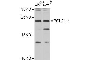Western blot analysis of extracts of various cell lines, using BCL2L11 antibody (ABIN5970120) at 1/1000 dilution. (BIM 抗体)