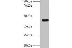 Western blot All lanes: UBE2Q2 antibody at 2 μg/mL + A431 whole cell lysate Secondary Goat polyclonal to rabbit IgG at 1/10000 dilution Predicted band size: 43, 37, 41, 39 kDa Observed band size: 43 kDa
