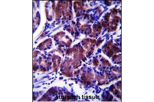 LYPL1 Antibody (Center) (ABIN657876 and ABIN2846832) immunohistochemistry analysis in formalin fixed and paraffin embedded human stomach tissue followed by peroxidase conjugation of the secondary antibody and DAB staining. (LYPL1 抗体  (AA 88-117))
