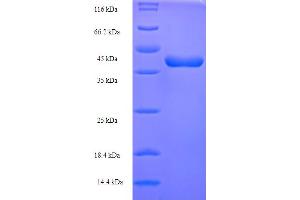 SDS-PAGE (SDS) image for Tumor Necrosis Factor (Ligand) Superfamily, Member 12 (TNFSF12) (AA 43-149) protein (His-SUMO Tag) (ABIN5710528)