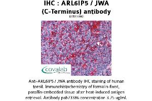 Image no. 2 for anti-ADP-Ribosylation-Like Factor 6 Interacting Protein 5 (Arl6ip5) (C-Term) antibody (ABIN1731951) (ARL6IP5 抗体  (C-Term))