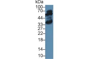 Western blot analysis of Rat Liver lysate, using Rabbit Anti-Human ALT Antibody (2 µg/ml) and HRP-conjugated Goat Anti-Rabbit antibody (abx400043, 0. (ALT 抗体  (AA 147-263))