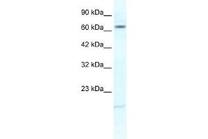 KCNH6 antibody used at 1.