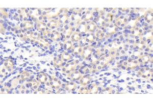 Detection of EGFL7 in Mouse Kidney Tissue using Polyclonal Antibody to EGF Like Domain Protein, Multiple 7 (EGFL7) (EGF Like Domain Protein, Multiple 7 (AA 22-275) 抗体)