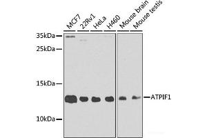 Western blot analysis of extracts of various cell lines using ATPIF1 Polyclonal Antibody at dilution of 1:1000. (ATPase Inhibitory Factor 1 抗体)