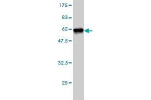 Western Blotting (WB) image for anti-Syntaxin 1A (Brain) (STX1A) (AA 1-251) antibody (ABIN563058)
