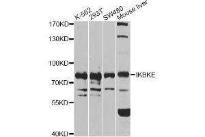 Western blot analysis of extracts of various cell lines, using IKBKE antibody (ABIN6292135) at 1:1000 dilution. (IKKi/IKKe 抗体)