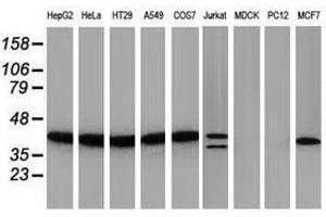 Image no. 2 for anti-PIH1 Domain Containing 2 (PIH1D2) antibody (ABIN1500197) (PIH1D2 抗体)