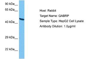 Host:  Rabbit  Target Name:  GABRP  Sample Tissue:  Human HepG2 Whole Cell  Antibody Dilution:  1ug/ml (GABRP 抗体  (N-Term))