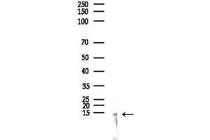 Western blot analysis of lysates from Mouse testis, using N Antibody at 1/1000 dilution.
