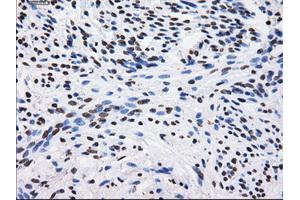 Immunohistochemical staining of paraffin-embedded Kidney tissue using anti-BTN3A2 mouse monoclonal antibody. (BTN3A2 抗体)
