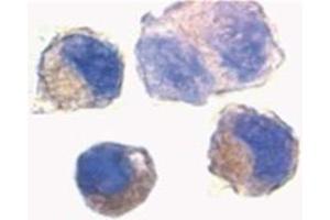 Image no. 3 for anti-ADAM Metallopeptidase Domain 10 (ADAM10) (AA 732-748) antibody (ABIN319033) (ADAM10 抗体  (AA 732-748))
