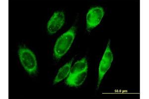 Immunofluorescence of purified MaxPab antibody to PRDX4 on HeLa cell. (Peroxiredoxin 4 抗体  (AA 1-271))