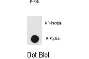 Dot blot analysis of PRKDC (phospho T2609) polyclonal antibody  on nitrocellulose membrane. (PRKDC 抗体  (pThr2609))