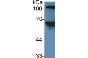 Rabbit Capture antibody from the kit in WB with Positive Control: Human serum. (SERPINC1 ELISA 试剂盒)