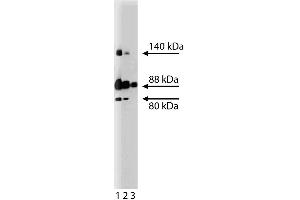 Western blot analysis of Mena on a SW13 cell lysate (Human adrenal gland carcinoma, ATCC CCL-105). (ENAH 抗体  (AA 415-541))