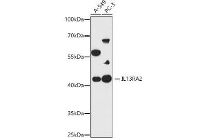 Western blot analysis of extracts of various cell lines, using IL13R antibody (ABIN7267987) at 1:1000 dilution. (IL13RA2 抗体)