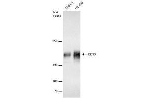 WB Image CD13 antibody detects CD13 protein by western blot analysis.