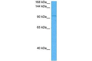 Host:  Mouse  Target Name:  RBL1  Sample Tissue:  Mouse Pancreas  Antibody Dilution:  1ug/ml (p107 抗体  (N-Term))