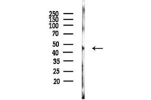 anti-NFKB Activating Protein (NKAP) (N-Term) antibody