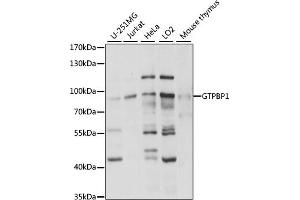 Western blot analysis of extracts of various cell lines, using GTPBP1 antibody (ABIN7267522) at 1:1000 dilution. (GTPBP1 抗体  (AA 10-280))