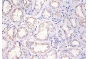 Immunohistochemistry of paraffin-embedded human kidney tissue using ABIN7155387 at dilution of 1:100 (H2AFX 抗体  (AA 12-141))