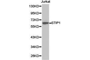 Western Blotting (WB) image for anti-Stress-Induced-phosphoprotein 1 (STIP1) antibody (ABIN1874977) (STIP1 抗体)