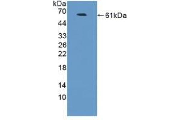 NCAM2 抗体  (AA 21-297)